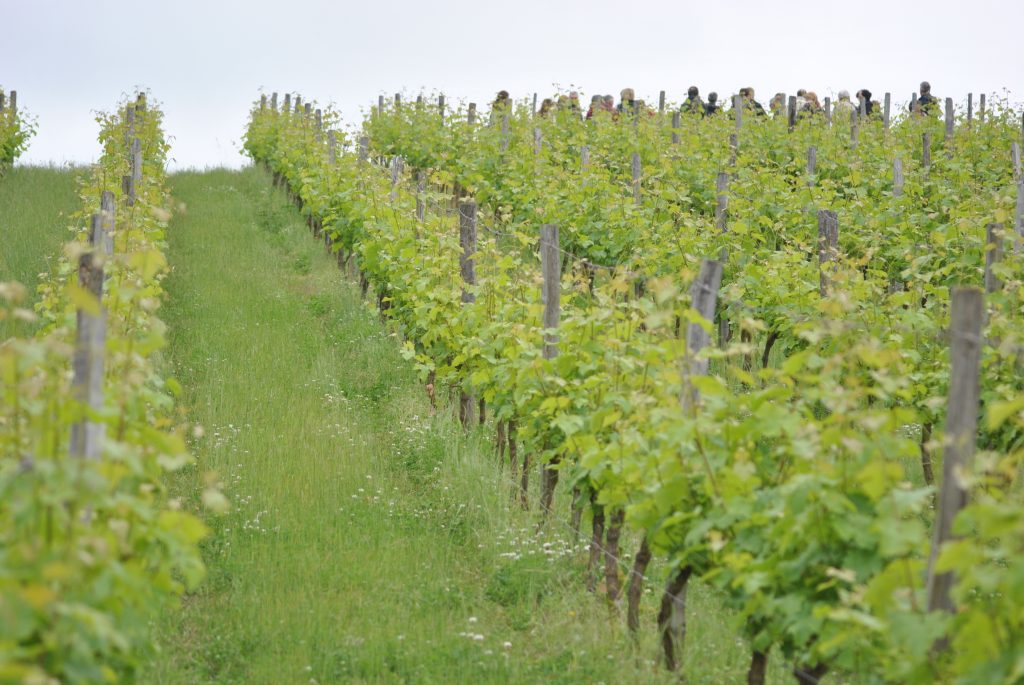 Image Vignes Chinon