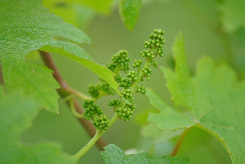 Image Fleurs de vigne