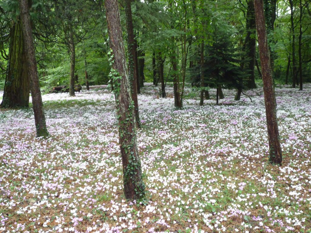 Image La Tortinière Cyclamen
